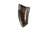 Partial Saurornitholestes Raptor Tooth - Montana #71215-1